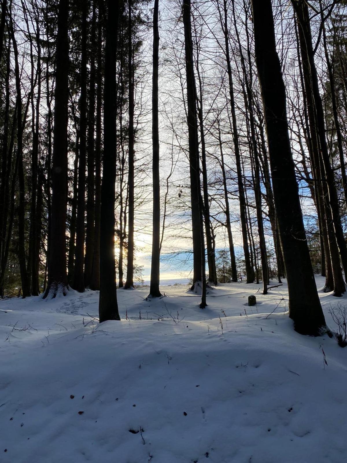 Apartmán Bayerwaldnest Spiegelau Exteriér fotografie
